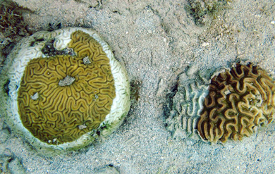 Two species of coral on Brewers Bay Beach